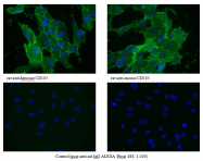 DM3612P - CD105 / Endoglin