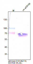 DM3612P - CD105 / Endoglin