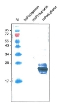 DM3614P - Podoplanin
