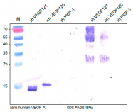 DP3504 - VEGF-A