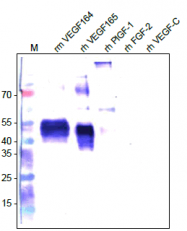 DP3517 - CD105 / Endoglin