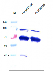 DP3517P - CD105 / Endoglin