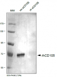 DP3518P - CD105 / Endoglin