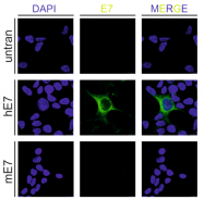 DP3521S - EGFL7
