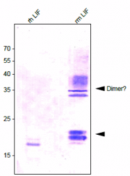 DP3525 - Leukemia inhibitory factor