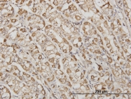 H00000060-M03 - Actin beta / ACTB