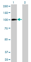 H00000196-M03 - Ah receptor / AhR