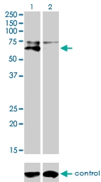 H00000249-M01 - Alkaline phosphatase / ALPL