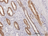 H00000301-B01P - Annexin A1 / ANXA1
