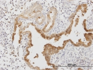 H00000307-M13 - Annexin A4 / ANXA4