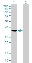 H00000308-D01P - Annexin A5 / ANXA5