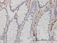 H00000308-M01 - Annexin A5 / ANXA5