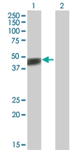 H00000337-B01P - Apolipoprotein A IV / ApoA4