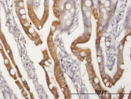 H00000337-B01P - Apolipoprotein A IV / ApoA4