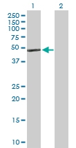 H00000337-D01P - Apolipoprotein A IV / ApoA4