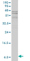 H00000341-M01 - Apolipoprotein C I / ApoC1