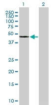 H00000350-B01 - Apolipoprotein H / Apo H