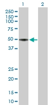 H00000350-B01P - Apolipoprotein H / Apo H