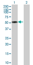H00000350-D01P - Apolipoprotein H / Apo H