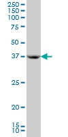 H00000350-M01A - Apolipoprotein H / Apo H