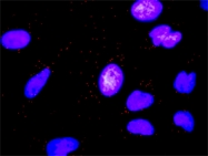 H00000356-M02 - CD178 / Fas Ligand