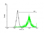 H00000483-B01P - CD298 / ATP1B3