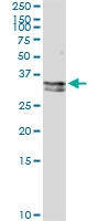 H00000483-D01 - CD298 / ATP1B3