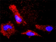 H00000598-D01P - Bcl-2-like 1