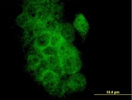 H00000598-M01 - Bcl-2-like 1