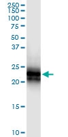 H00000608-D01 - CD269 / BCMA