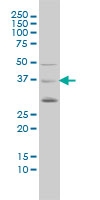 H00000648-M02 - BMI-1 / RNF51