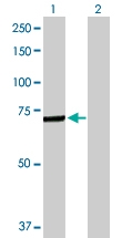 H00000722-D01P - C4b-binding protein alpha