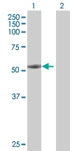 H00000752-B01 - Formin-like protein 1