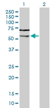 H00000835-D01P - Caspase-2