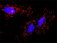 H00000836-D01P - Caspase-3