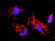 H00000839-D01P - Caspase-6