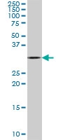 H00000925-A01 - CD8
