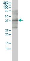 H00000945-M01 - CD33 / SIGLEC3