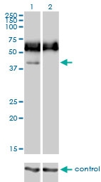H00000945-M01 - CD33 / SIGLEC3
