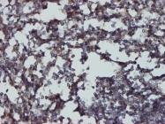 H00000962-M01 - CD48