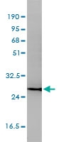 H00000965-M01 - CD58 / LFA3
