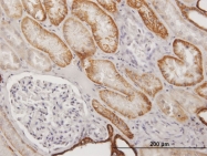 H00001014-B01P - Cadherin-16