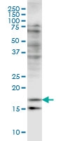 H00001073-M03 - Cofilin-2