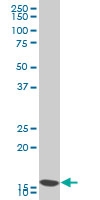 H00001327-A01 - COX IV isoform 1