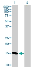 H00001327-B01P - COX IV isoform 1