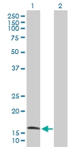 H00001327-D01P - COX IV isoform 1