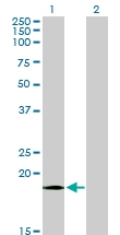 H00001327-M08 - COX IV isoform 1