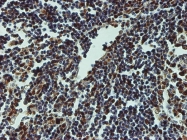 H00001385-M01 - CREB1