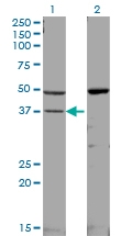 H00001432-M01 - MAP kinase p38 alpha / MAPK14