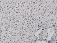 H00001476-M01 - Cystatin-B